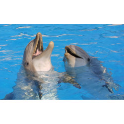 tarif Réduit Marinland dauphin