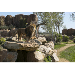 Zoo de Beauval terre des lions