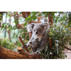 Zoo de Beauval bébé Koala