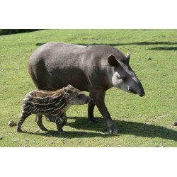 Zoo de Beauval bébé Tapir