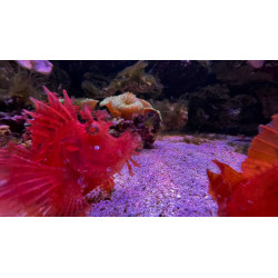 12,50€ tarif Aquarium d'Amnéville moins cher